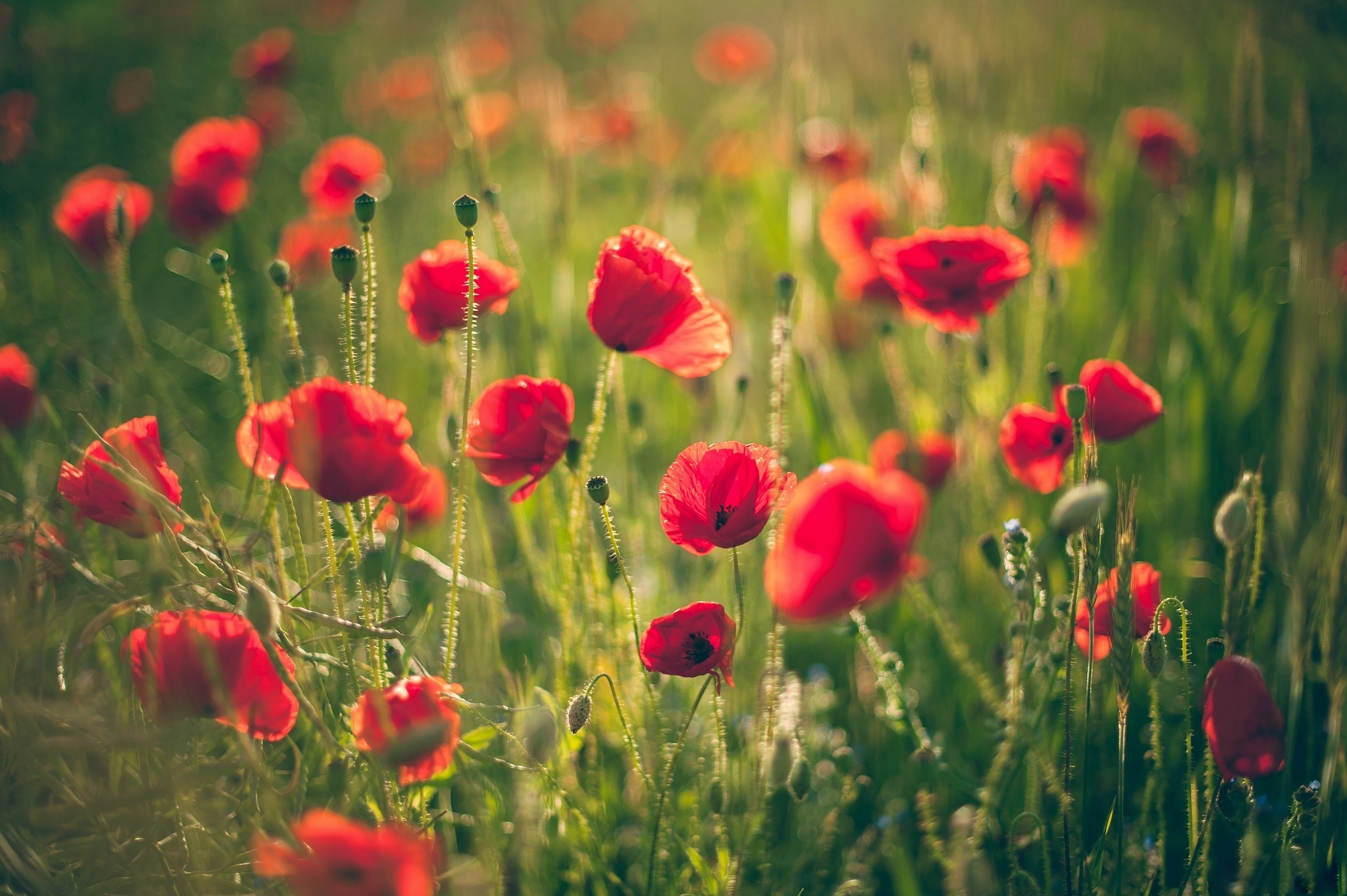 grass, Flowers, Poppies, Red Wallpaper