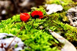 moss, Spring, Mushrooms, Greens