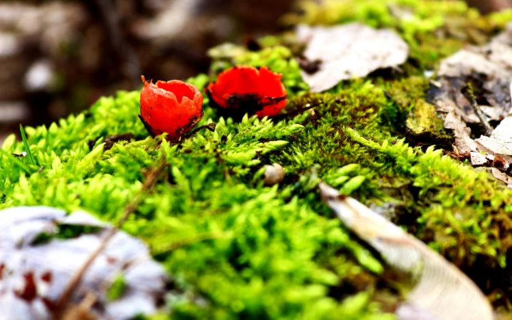 moss, Spring, Mushrooms, Greens HD Wallpaper Desktop Background