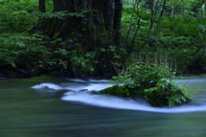 river, Timelapse, Green, Jungle, Forest