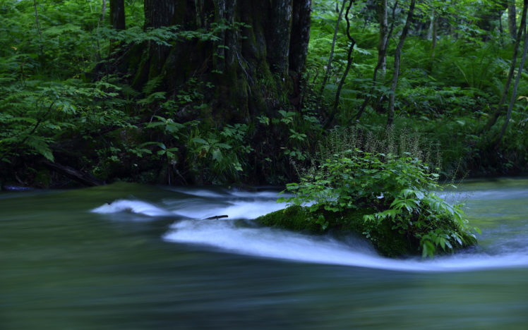 river, Timelapse, Green, Jungle, Forest HD Wallpaper Desktop Background