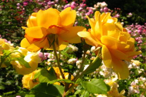 roses, Yellow, Flowers