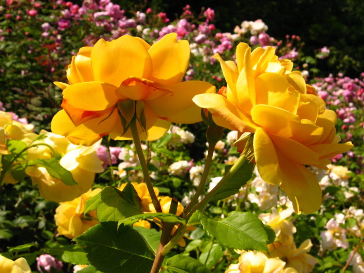 roses, Yellow, Flowers HD Wallpaper Desktop Background