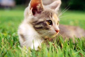 cats, Grass, Outdoors, Kittens