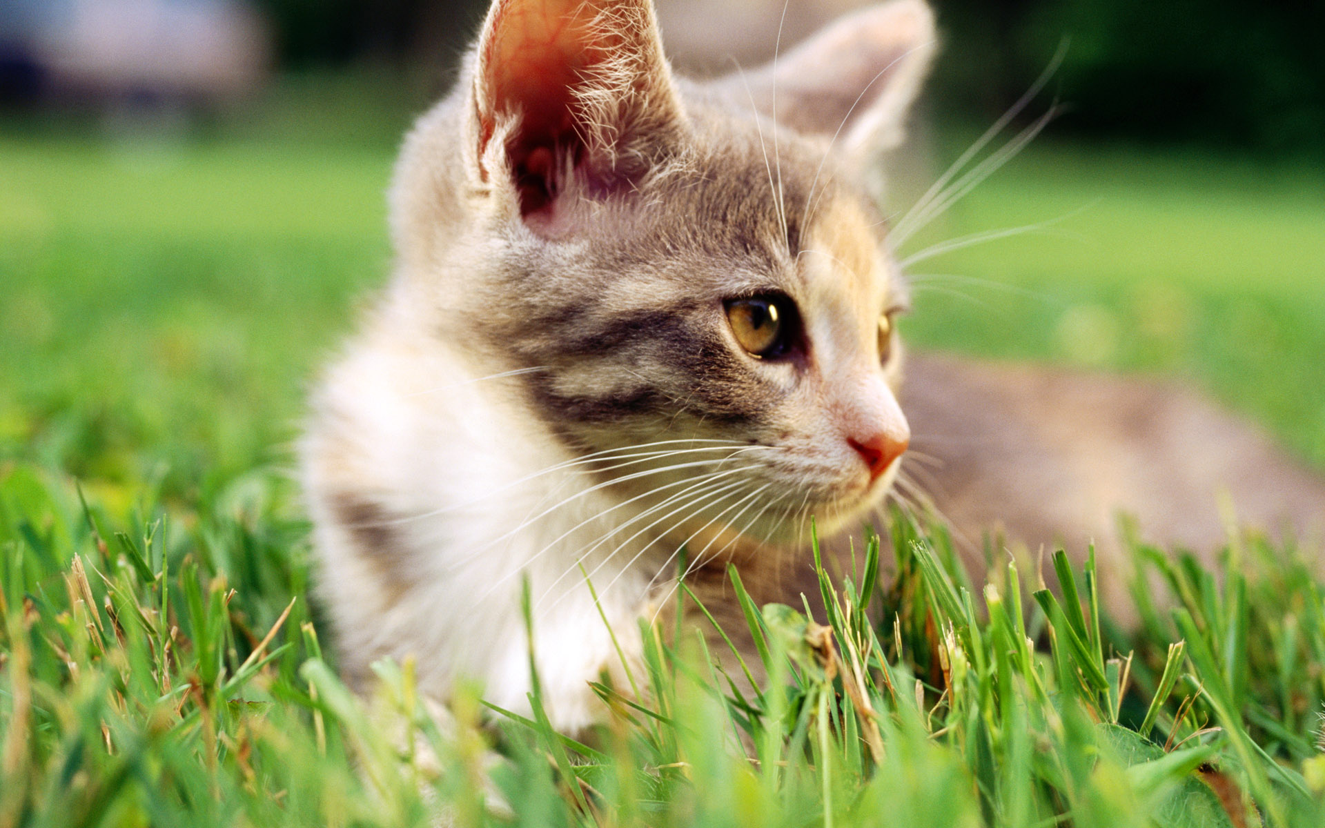 cats, Grass, Outdoors, Kittens Wallpaper