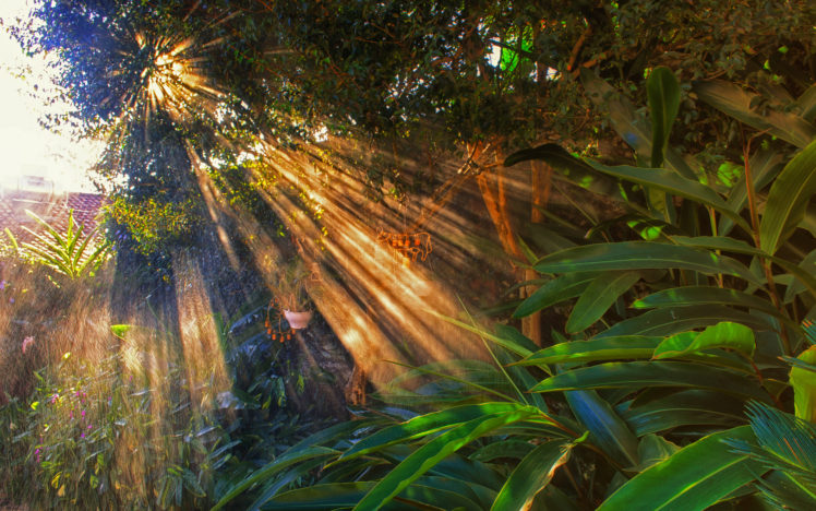 sunlight, Forest, Trees, Jungle, Bokeh HD Wallpaper Desktop Background