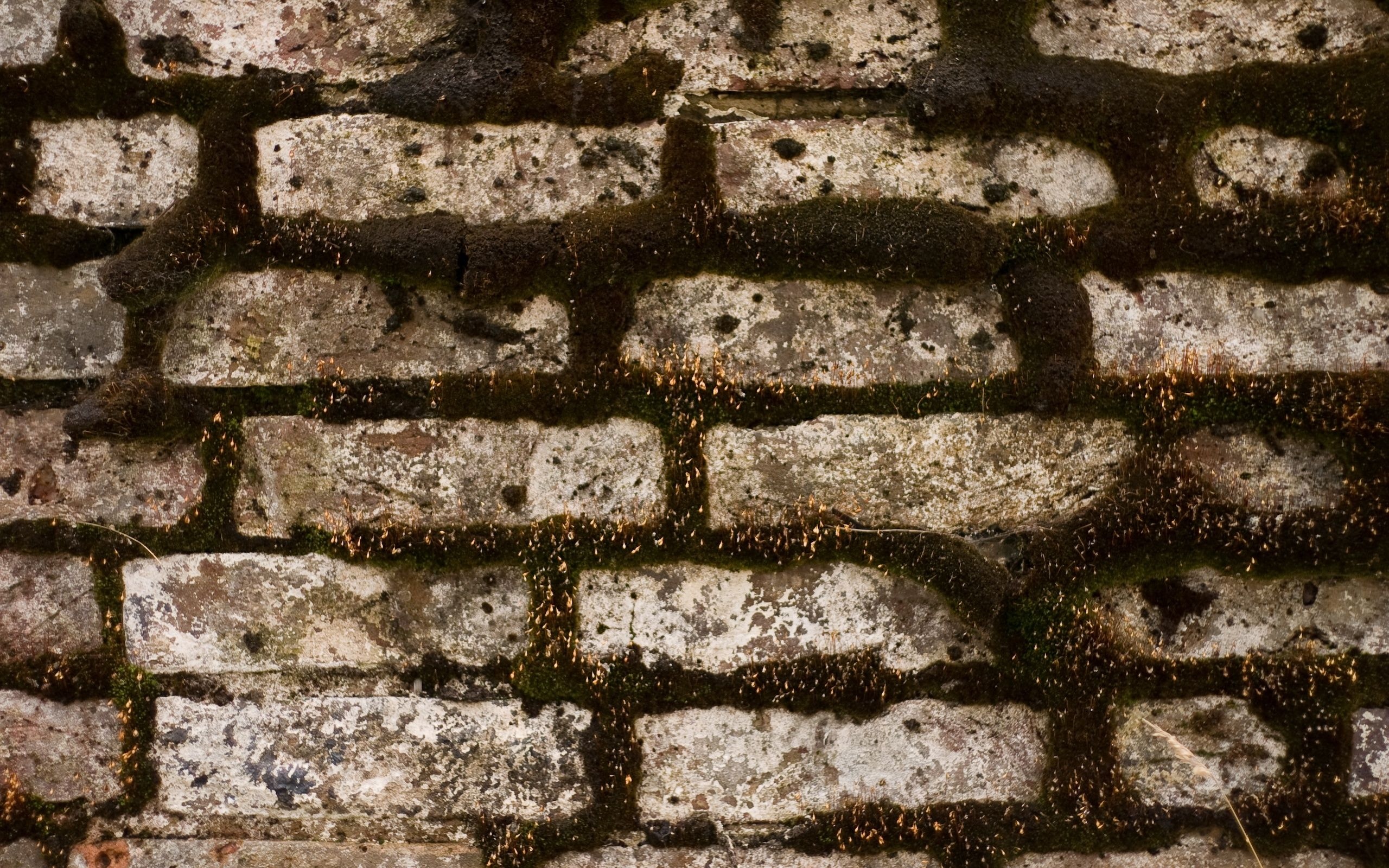 wall, Moss, Brick, Pattern Wallpaper