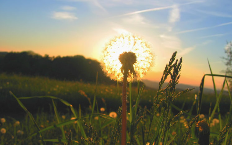 sunrise, Landscapes, Sun, Grass, Dandelions HD Wallpaper Desktop Background