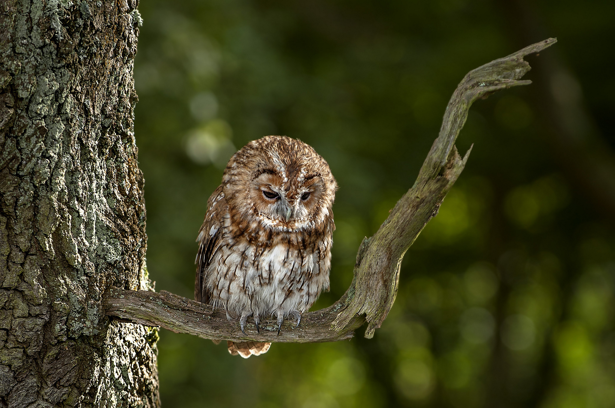owl Wallpaper