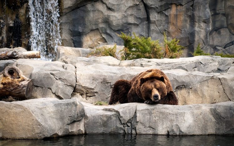grizzly, Bear HD Wallpaper Desktop Background