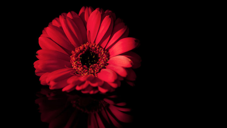 flower, Gerbera, Background HD Wallpaper Desktop Background