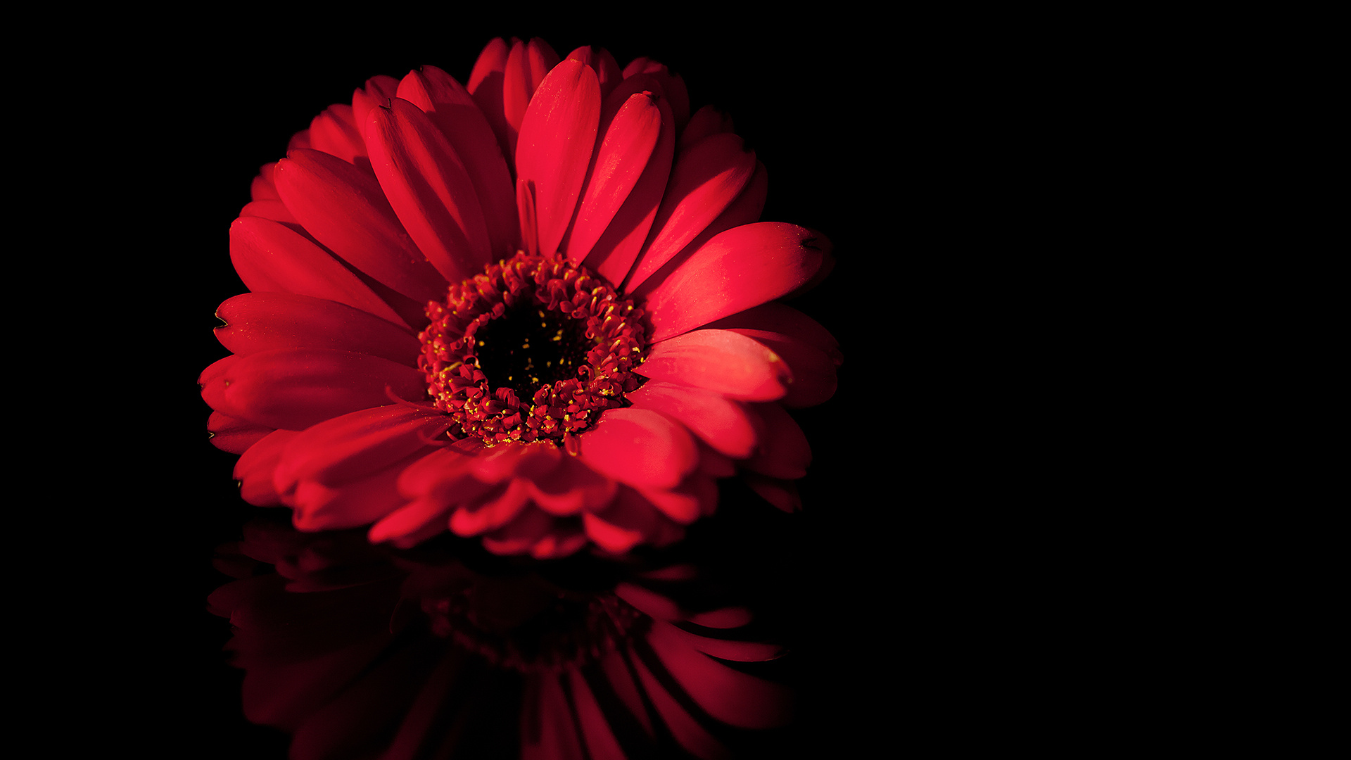 flower, Gerbera, Background Wallpaper