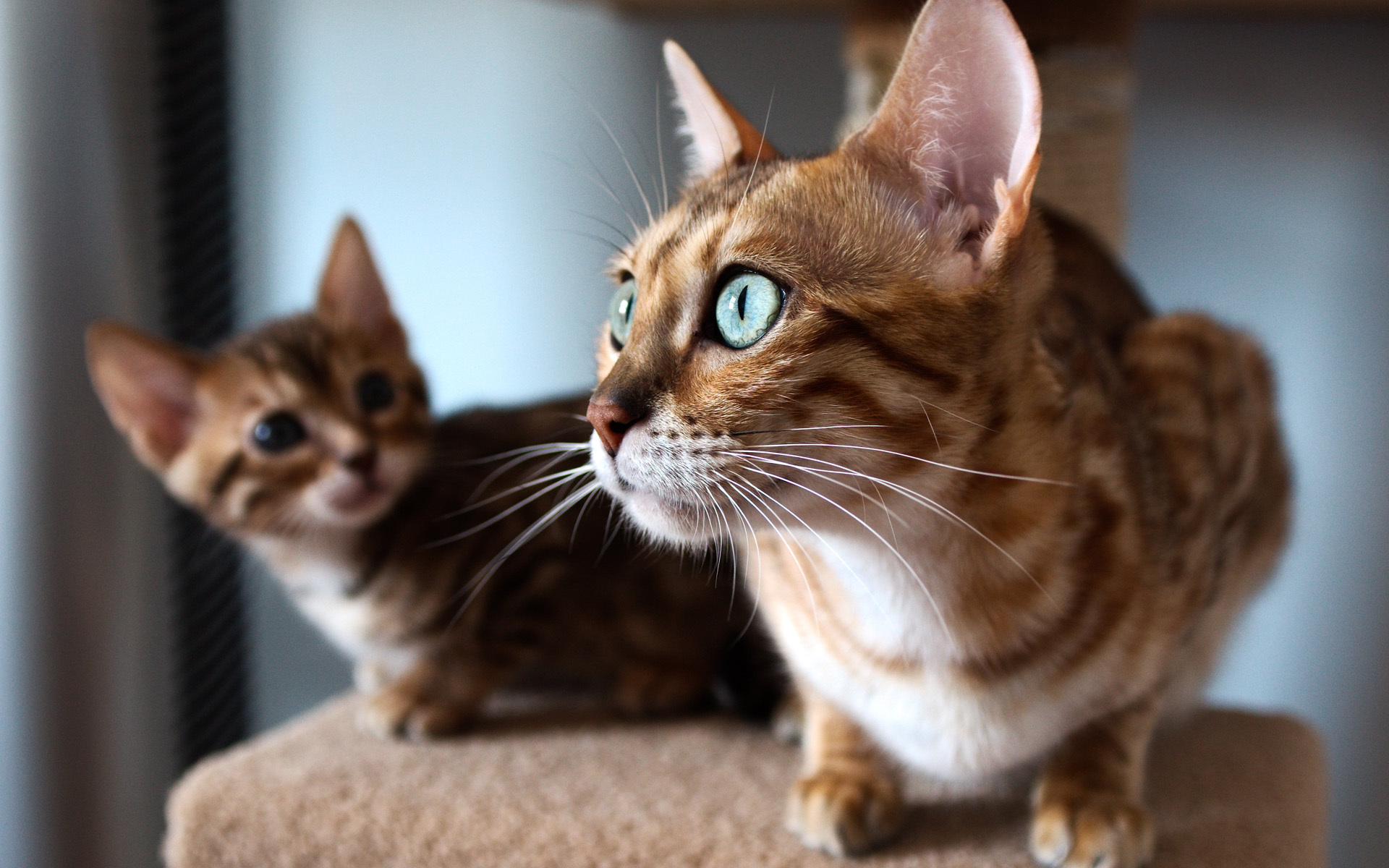 cat, Kitten, Look, Window, Bengal Wallpaper