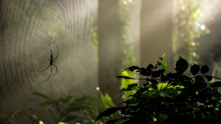forest, Nature, Green, Tree, Spider, Spiders, Light, Rays, Web HD Wallpaper Desktop Background