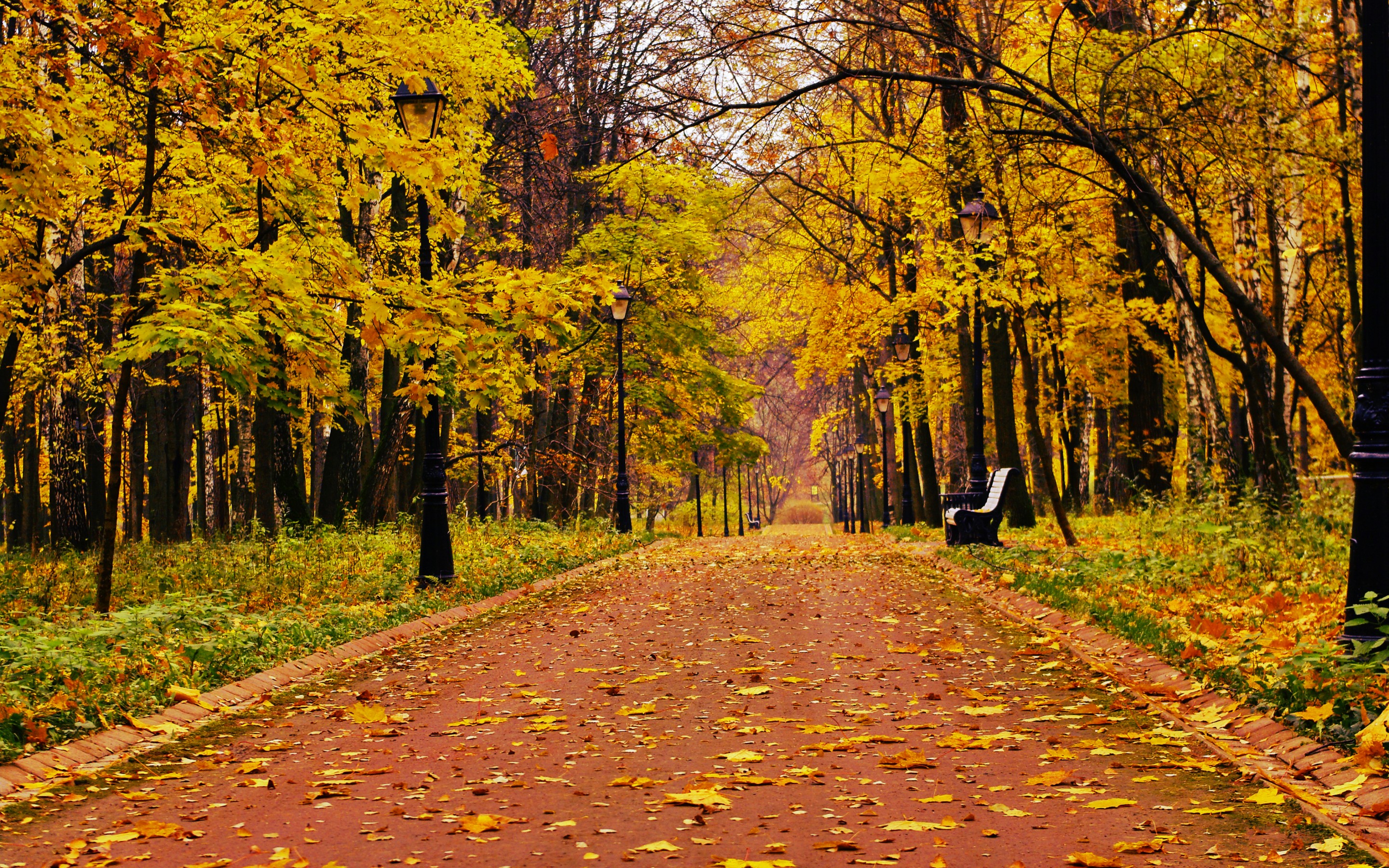park, Forest, Alone, Bench, Bench, Mood, Autumn, Fall Wallpaper