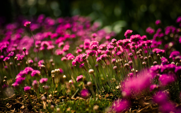 flowers, Bright, Field, Focus, Sunny, Meadow HD Wallpaper Desktop Background