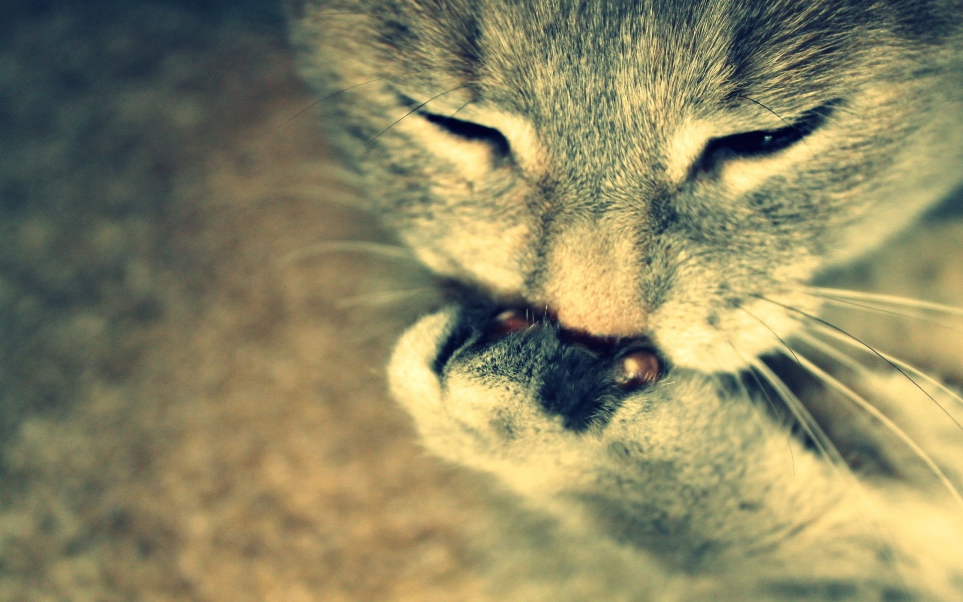 animals, Cats Wallpaper