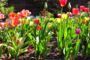 tulips, Flowers