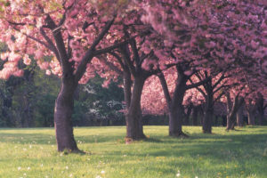 cherry, Blossom, Trees