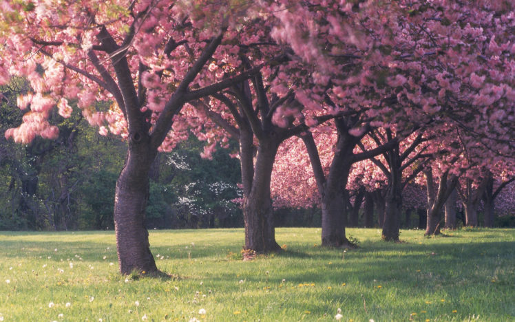 cherry, Blossom, Trees HD Wallpaper Desktop Background