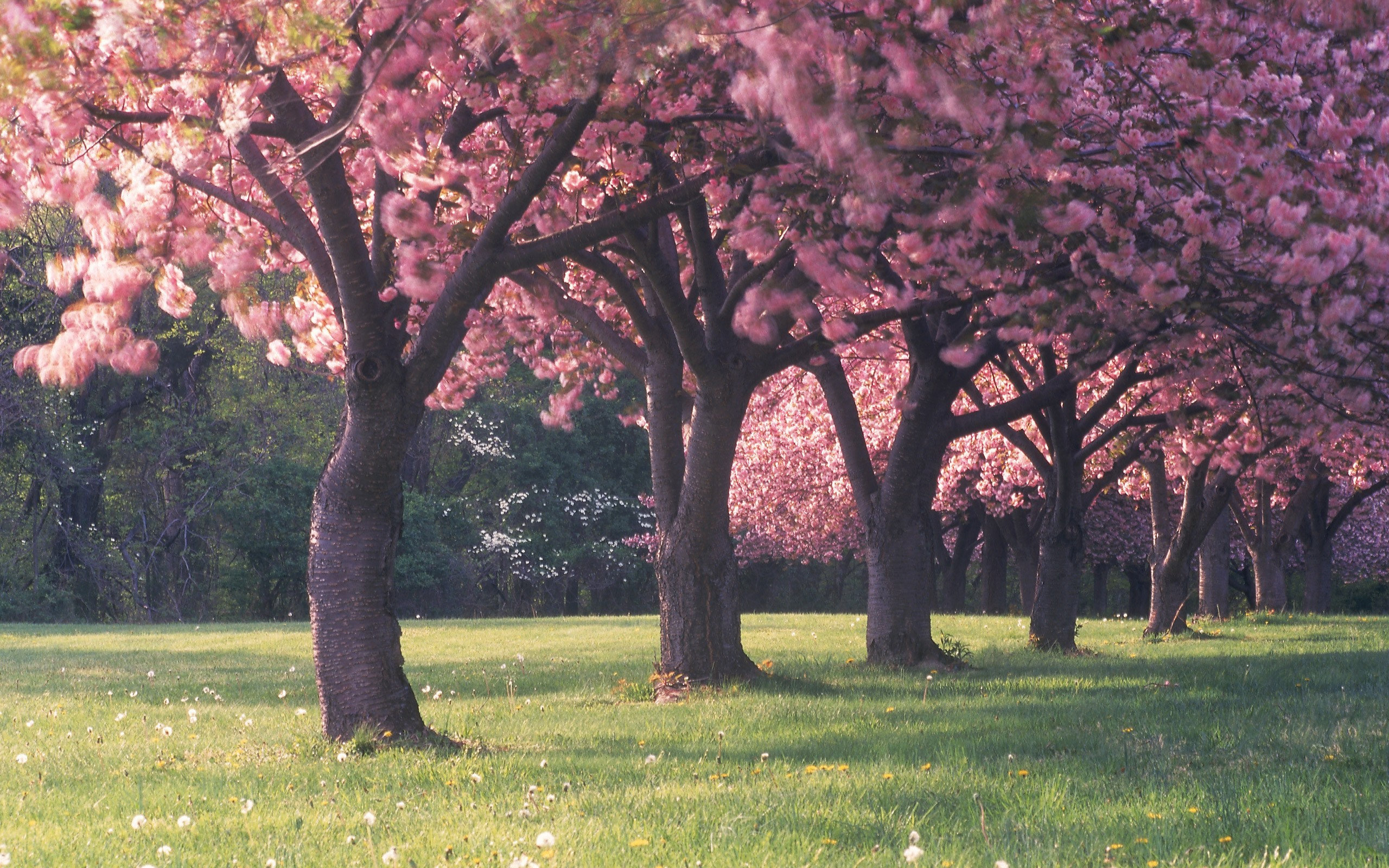 cherry, Blossom, Trees Wallpaper