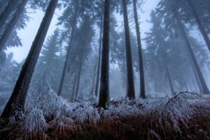 winter, Frost, Trees, Forest