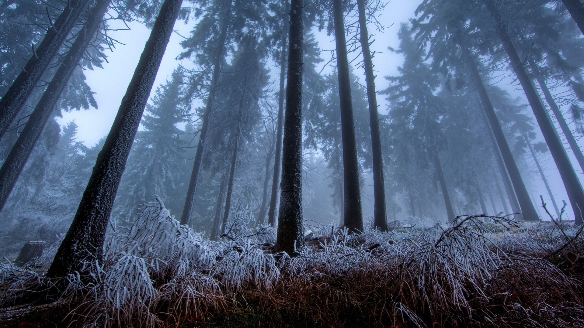 winter, Frost, Trees, Forest Wallpaper