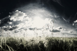 landscapes, Wheat, Artwork, Skyscapes