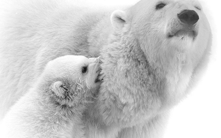 polar, Bears HD Wallpaper Desktop Background