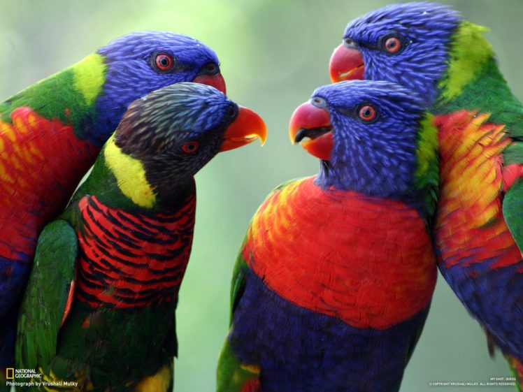 parrots HD Wallpaper Desktop Background