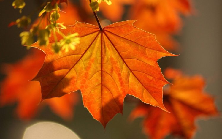 nature, Leaves, Macro HD Wallpaper Desktop Background