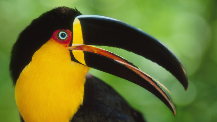 bird, Toucan, Beak, Parrot HD Wallpaper Desktop Background