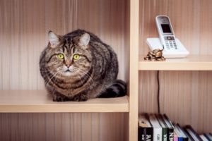 cat, Tabby, Sitting, Wardrobe, Shelves, Phone, Books