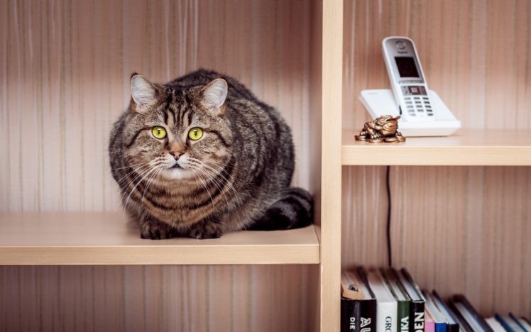 cat, Tabby, Sitting, Wardrobe, Shelves, Phone, Books HD Wallpaper Desktop Background