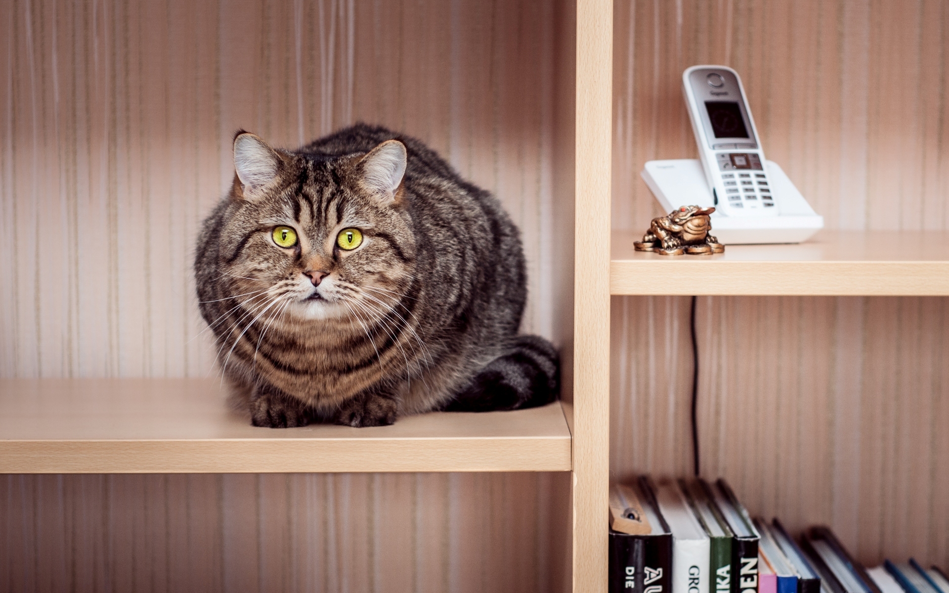 cat, Tabby, Sitting, Wardrobe, Shelves, Phone, Books Wallpaper
