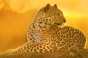 leopard, Predator