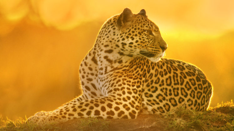 leopard, Predator HD Wallpaper Desktop Background