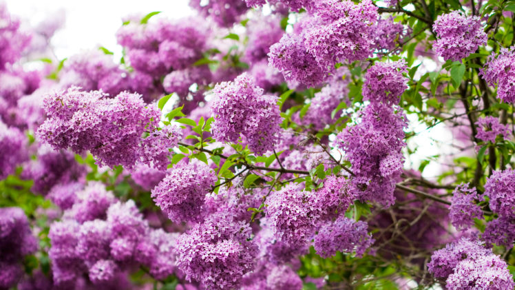 lilac, Twigs, Flowers HD Wallpaper Desktop Background
