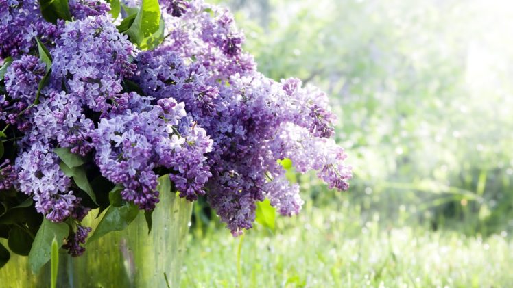 lilac, Flowers, Purple, Leaves HD Wallpaper Desktop Background