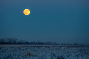 twilight, Moon, Winter, Frost, Field, Trees