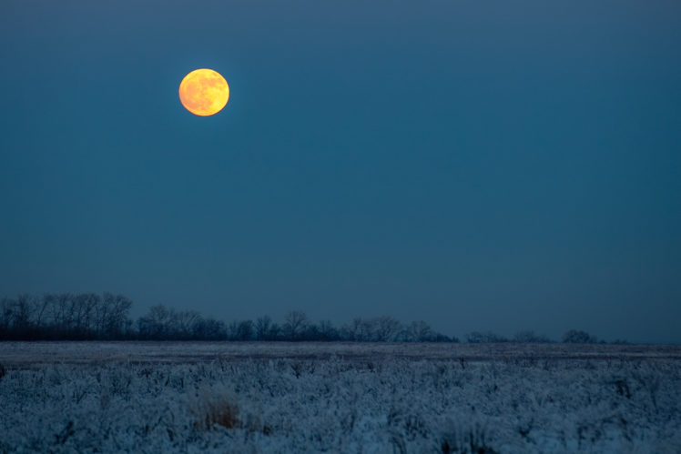twilight, Moon, Winter, Frost, Field, Trees HD Wallpaper Desktop Background