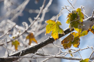wood, Leaves, Cold, Frost, Snowflakes, Autumn, Fall
