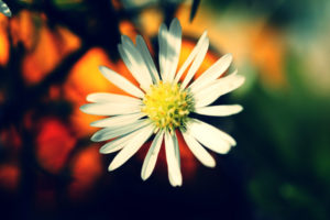 warm, Colors, Flower