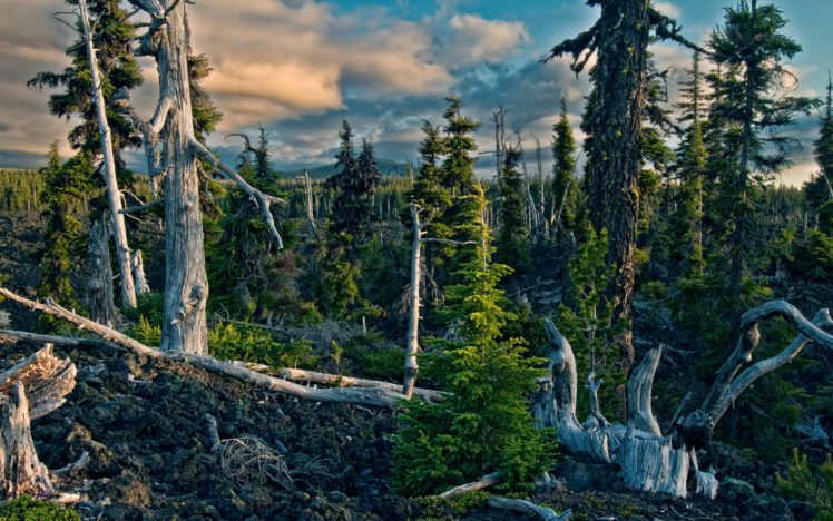 mountains, Landscapes, Trees HD Wallpaper Desktop Background
