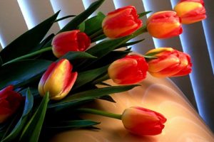 red, Tulips, Green, Flowers
