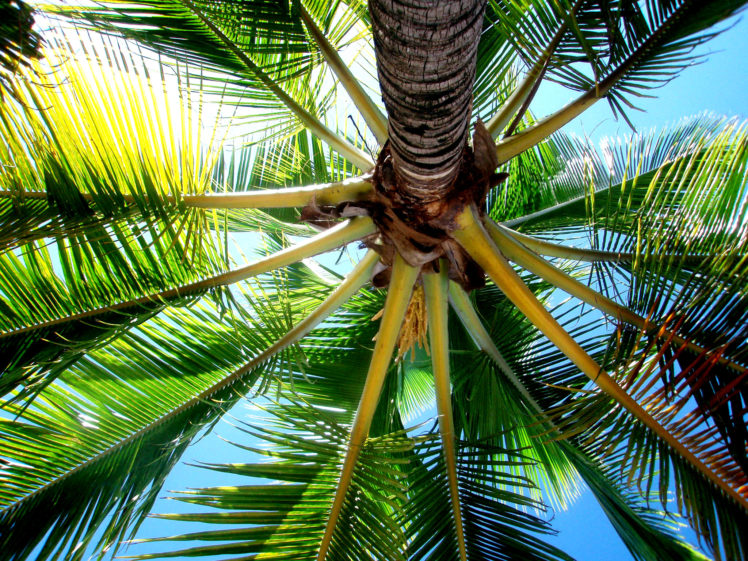 palm, Trees HD Wallpaper Desktop Background