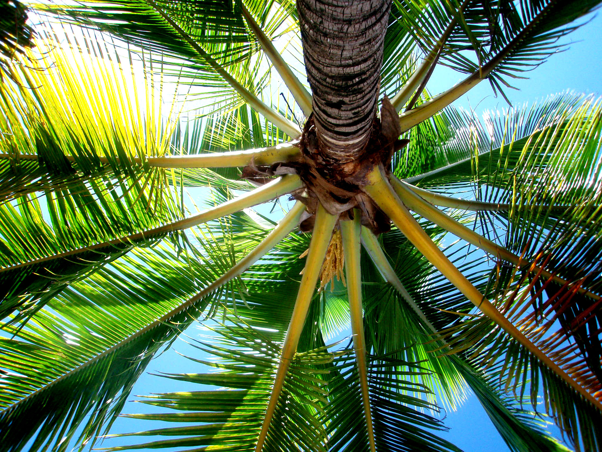palm, Trees Wallpapers HD / Desktop and Mobile Backgrounds