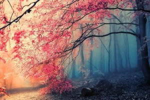 a, Forest, Trees, Fog, Autumn