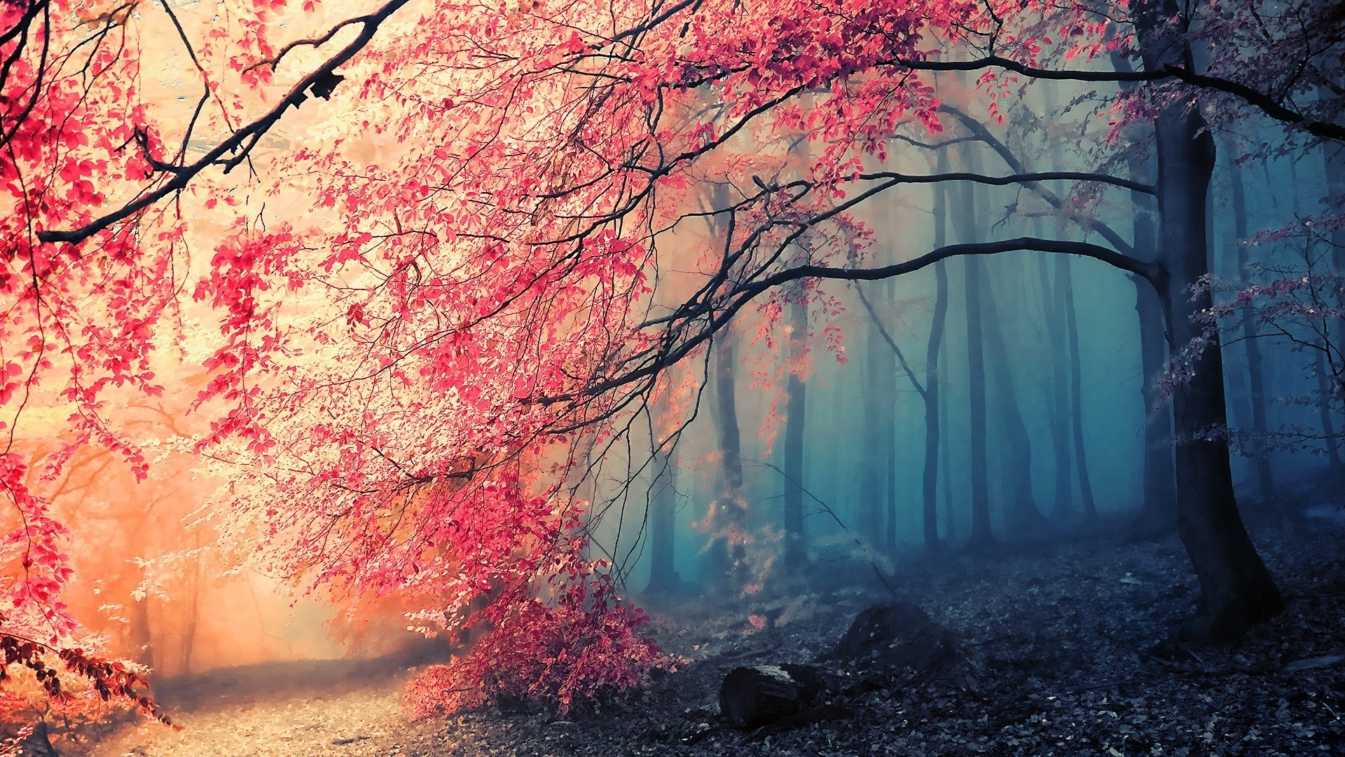 a, Forest, Trees, Fog, Autumn Wallpaper