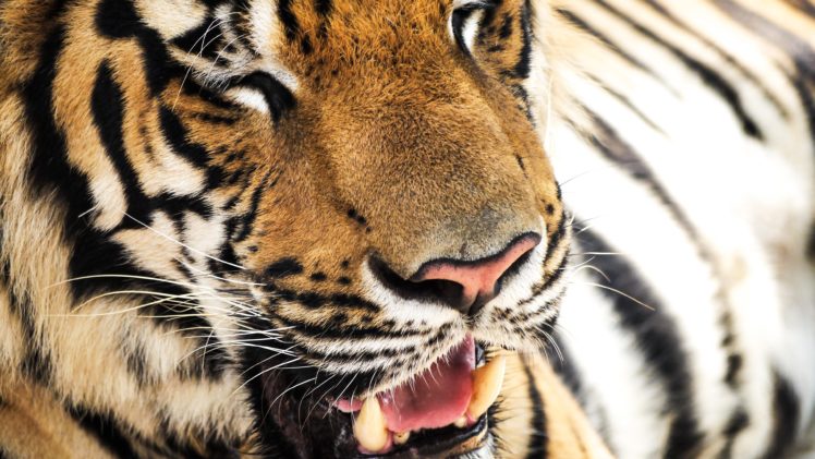 animal, Tiger, Tigers HD Wallpaper Desktop Background